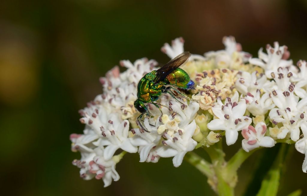 Stilbum cyanurum, Chrysididae